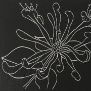 Honeysuckle II