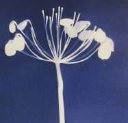 Cyanotype